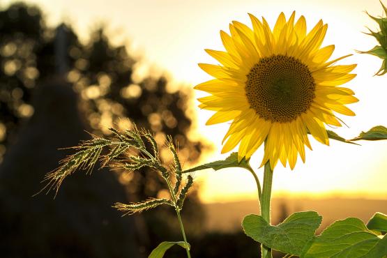 pexels-pixabay-33044 zonnebloem